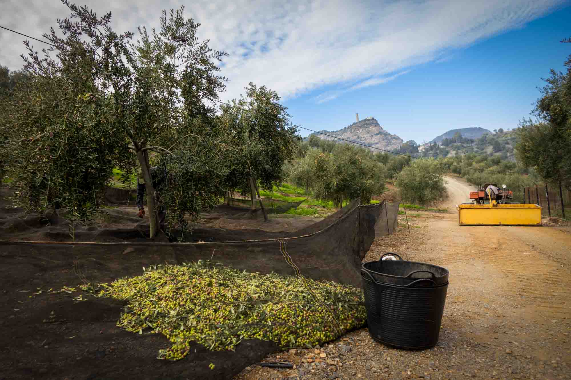 Recogida de la aceituna arbequina procedente de los olivos jóvenes en la Finca Lagar del Chorro en Álora en la provincia de Málaga