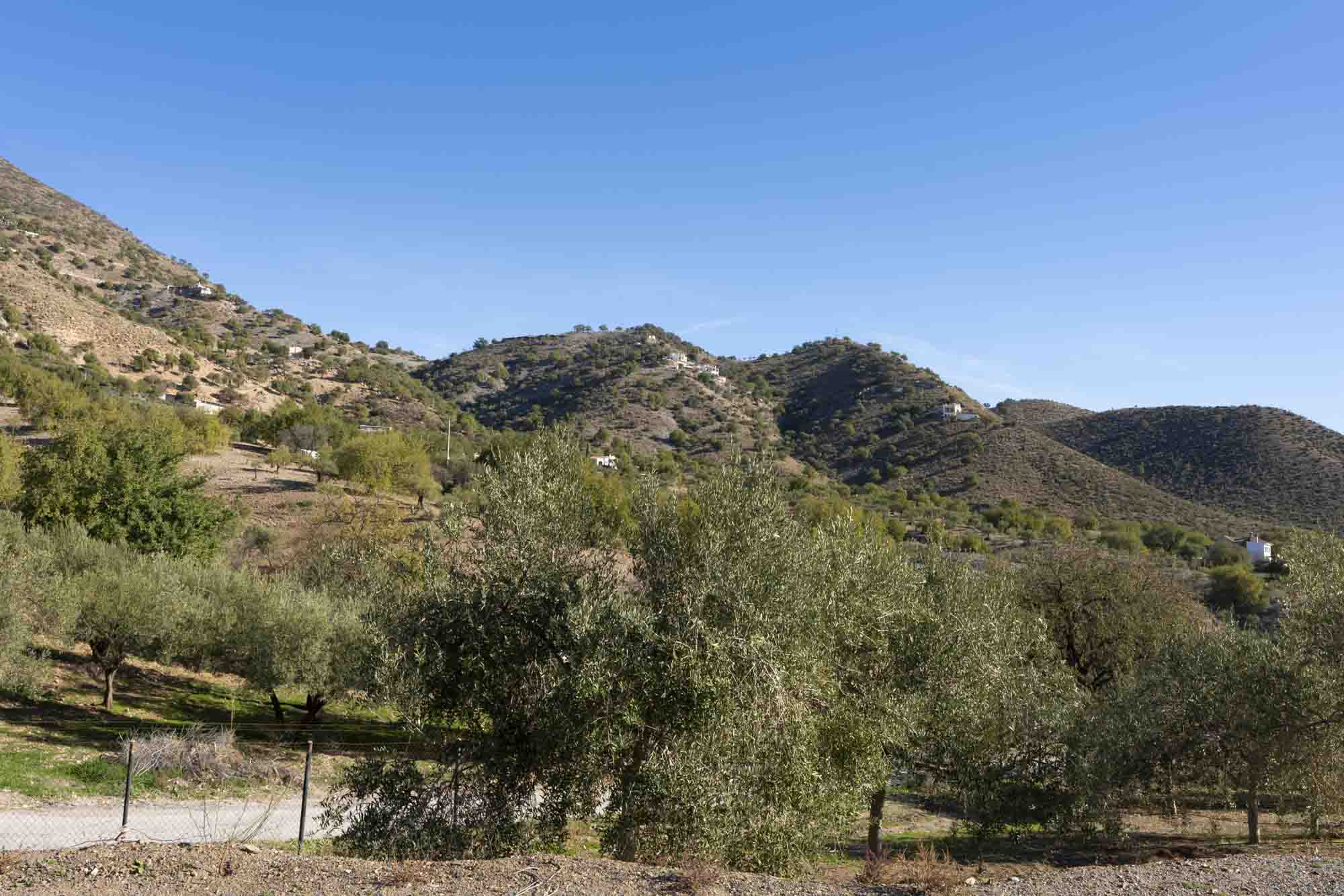 Varios olivos junto al límite de la Finca Lagar del Chorro en Álora junto al caminito del rey