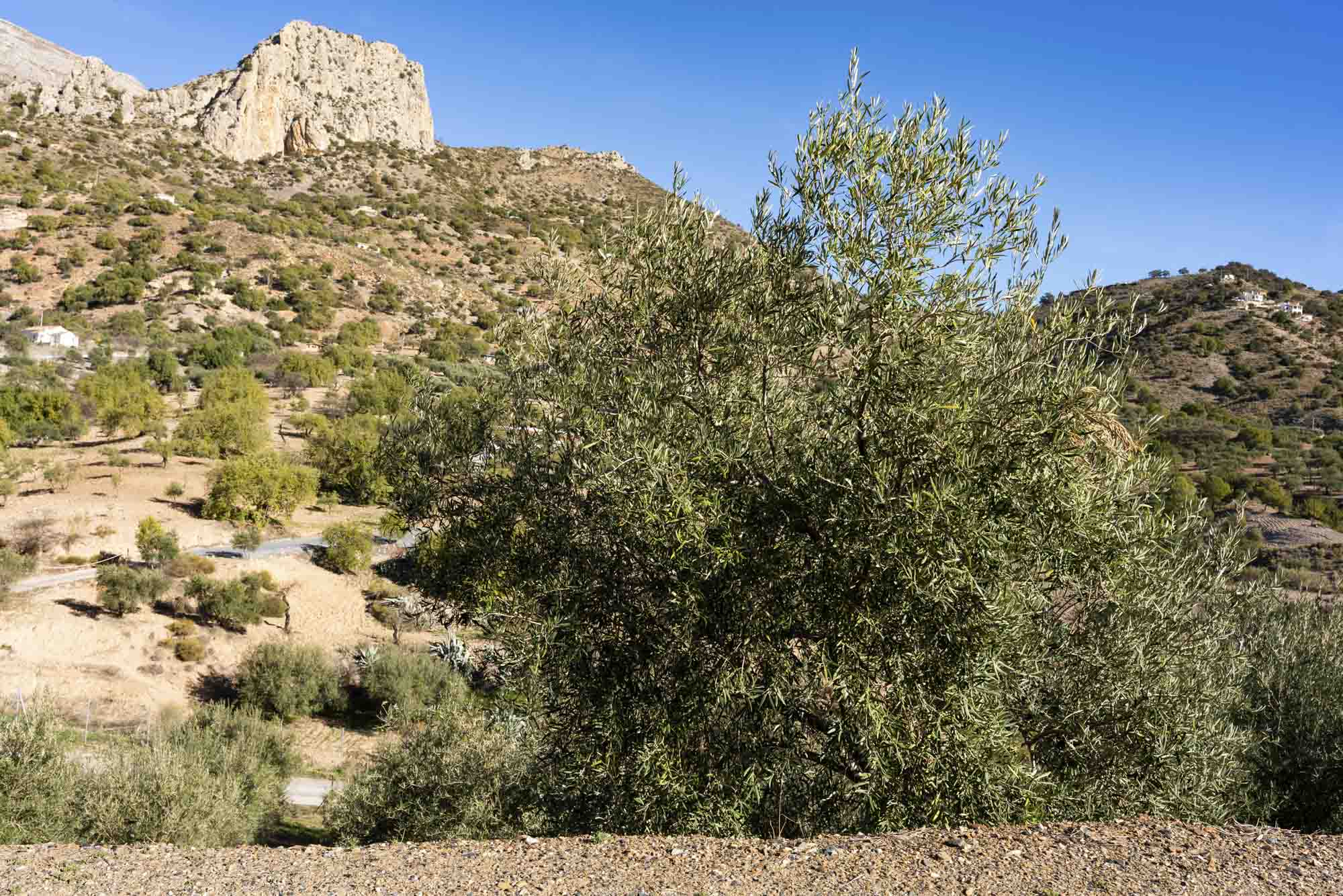 Olivo rodeado de montañas en la Finca Lagar del Chorro en Álora junto al caminito del rey